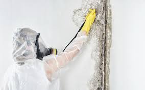 Best Environmental Consulting for Mold Prevention  in Angustura, NM